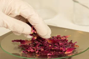 Suszone płatki róży