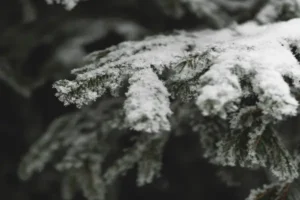 choinka pokryta śniegiem