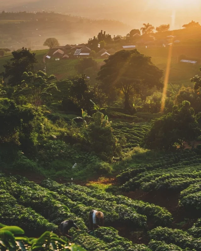 Kofeina, która budzi Twoje spojrzenie ✨Kofeina to jeden z kluczowych składników Immaculate Bioretinol 360º Eye Serum – najnowszego serum pod oczy od Massada, które dołącza do rodziny Immaculate Bioretinol, aby rozświetlić i dodać energii Twojemu spojrzeniu.👀Dzięki swoim właściwościom przywraca świeżość i witalność delikatnej okolicy oczu. W połączeniu z efektem chłodzenia działa natychmiastowo – redukuje widoczność cieni oraz pobudza mikrokrążenie.Obudź swoje spojrzenie każdego dnia 💫